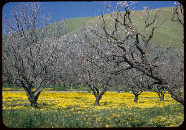 cherry trees near Niles Canyon