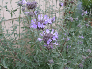 salvia pozo